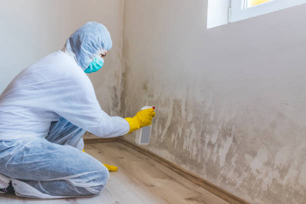 Licensed Basement Mold Remediation service in Boca Raton, FL - 24 Hour Mold Removal