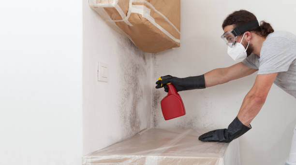 Professional Basement Mold Remediation technician working in Boca Raton, FL