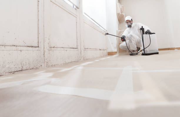 24/7 Emergency Basement Mold Remediation experts in Boca Raton, FL